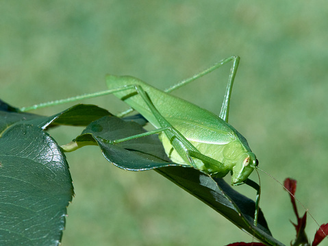 young green grasshopper caught on a rose leaf.  Mostly green image with copy space