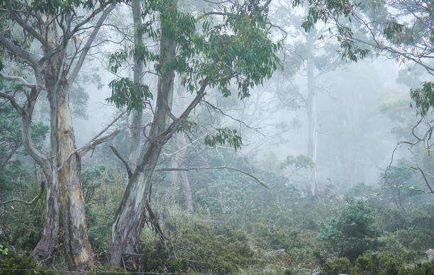 istock Tranquil highland eucalypt tree forest in Tasmania in low cloud. 1371647414