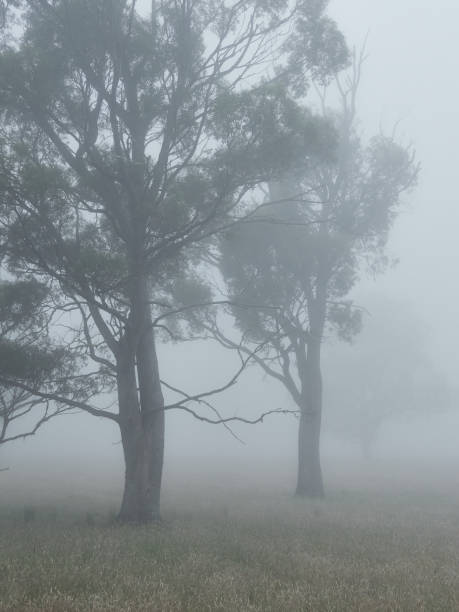 istock 2 Eucalypt gum trees in field surrounded by Fog 1371647456