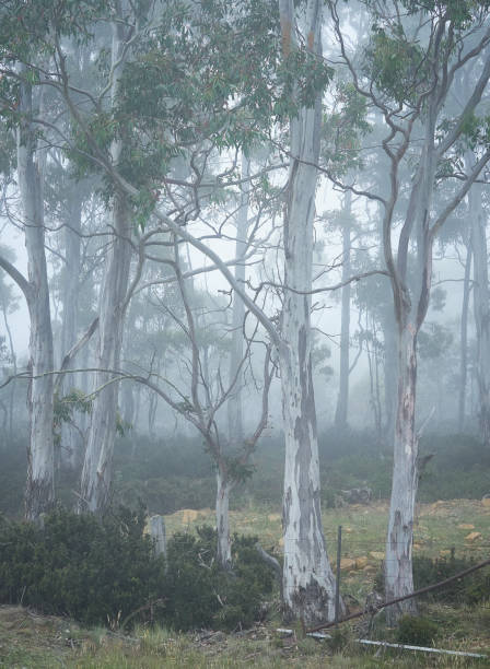 istock Forest of Eucalypt gum trees in Fog 1371647471