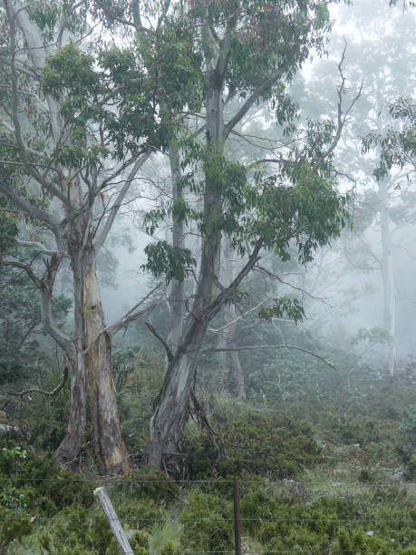 istock Eucalypt gum trees with background Fog 1371647478