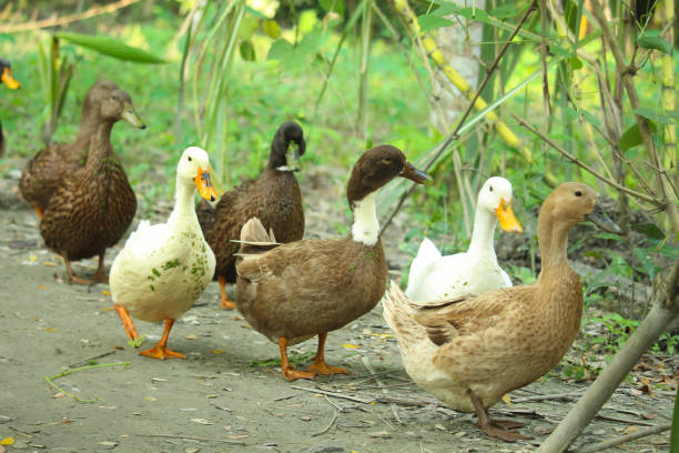 istock Bengali native duck of different colors 1371650016
