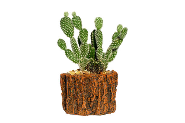 istock Opuntia cactus isolated on white backgroun 1371651827