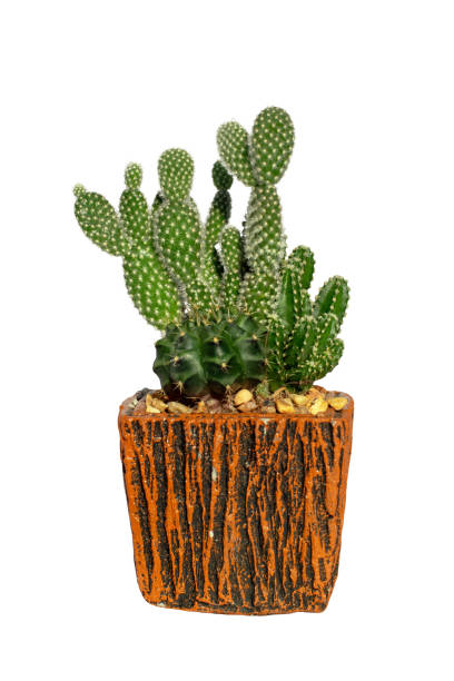 istock Opuntia cactus isolated on white background 1371651849