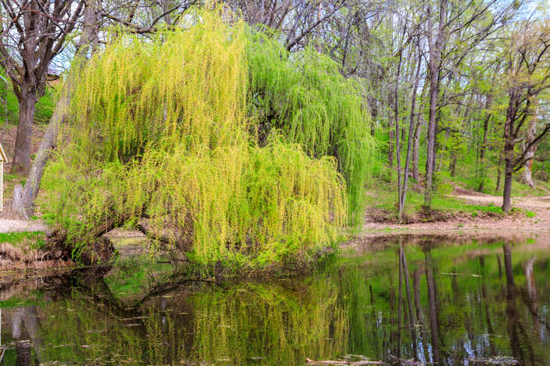istock Weeping willow tree or Babylon willow (Salix Babylonica) on a shore of lake 1371652047