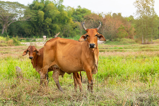 Baby Sapi Sapi Dengan Anak Sapi Berdiri Di Atas Penggembalaan Satu Sapi Coklat ...