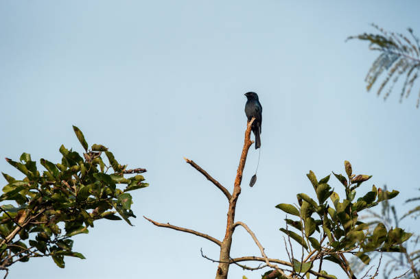 istock Dicrurus paradiseus or greater racket tailed drongo bird perch high on branch and blue sky bbackground at dhikala zone of jim corbett national park or forest reserve uttarakhand india asia 1371654225