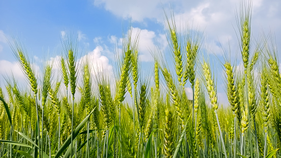 Green wheat crop field with sunny day cloudy blue sky background