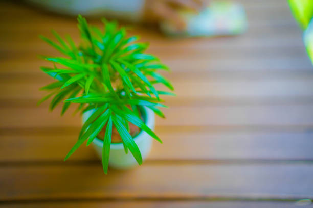 Houseplant placed on the wooden table. Shooting Location: Yokohama-city kanagawa prefecture
