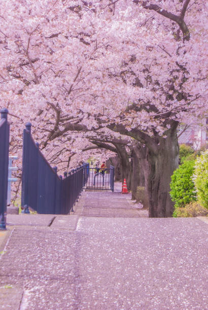 nogawa wrapped in cherry (chofu, tokyo) - spring vertical cherry blossom color image imagens e fotografias de stock