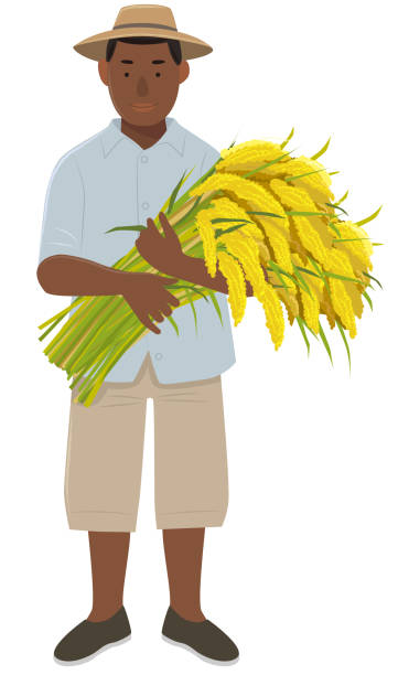 illustrations, cliparts, dessins animés et icônes de un jeune homme noir debout avec un paquet de riz - developing countries farmer rice paddy asia