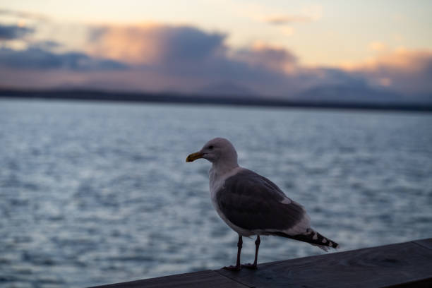 istock Seagull WatchingPuget Sound Sunset 1371659752