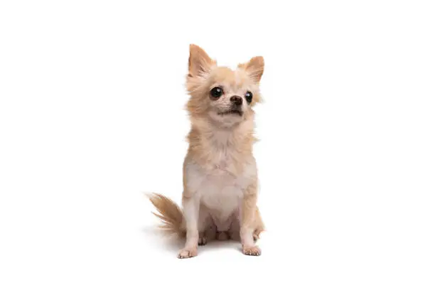 cute little brown chihuahua sitting on a white background.