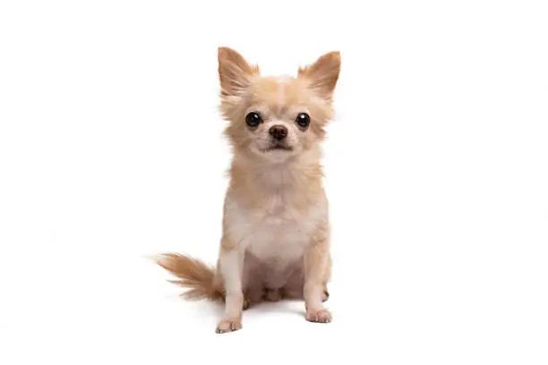 cute little brown chihuahua sitting on a white background.