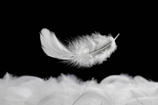 istock Down Feathers. Soft White Fluffly Feather Falling in The Air. Swan Feather on Black Background. 1371662214