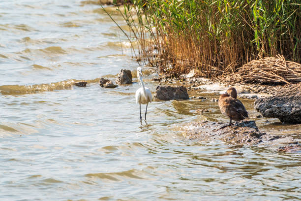 istock The white heron stands in the lake 1371663059