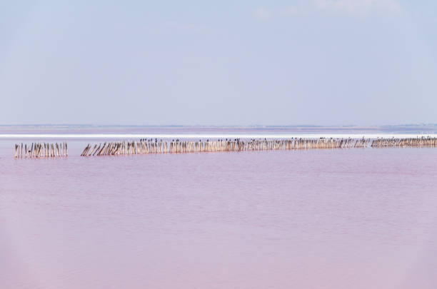 um lindo lago salgado com água rosa. - yevpatoria - fotografias e filmes do acervo
