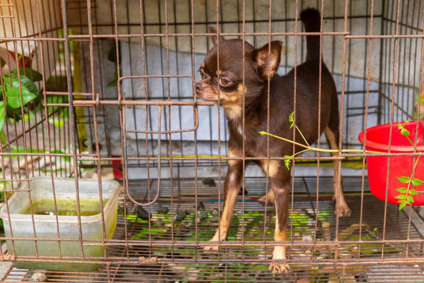 filhotes de chihuahua travesso em uma gaiola de aço. - chihuahua dog pet carrier puppy - fotografias e filmes do acervo