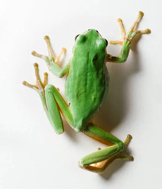 A  European Tree frog Hyla sarda in a macro photo isolated on white, while crawling on a white background