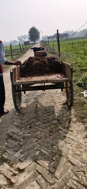 istock Farmers cow dung fertilizer 1371665004