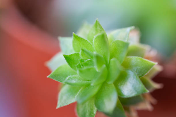 Succulent Plant Close-up Succulent Plant Close-up succulent stock pictures, royalty-free photos & images