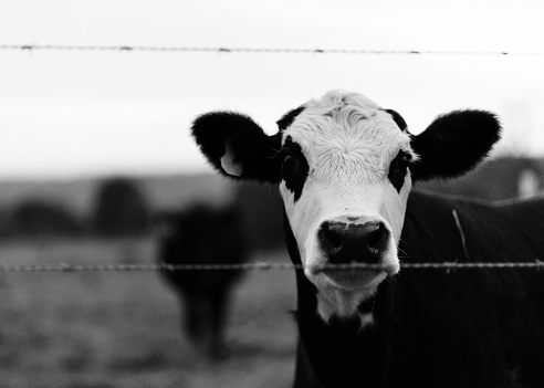 Angus Beef Cow peeking behind fence