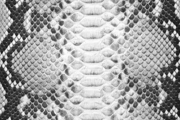 istock natural snake skin texture, monochrome leather background 1371667449