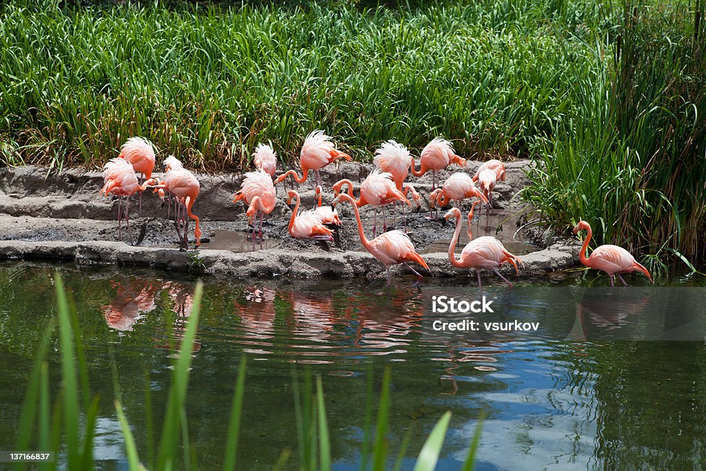 flamingos flamingos on the pond Animal Stock Photo