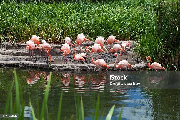 Flamingos Stock Photo - Download Image Now - Animal, Animal Wildlife, Backgrounds