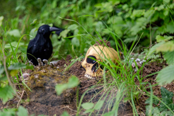 istock Still life with skull and raven 1371669246