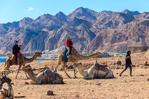 Dahab, Egypt - January 25, 2022: Group of tourists riding camels on the shore of the Red Sea in the Gulf of Aqaba. Dahab, Egypt