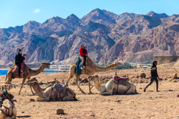 group of tourists riding camels on the shore of the red sea in the gulf of aqaba. dahab, egypt - camel back imagens e fotografias de stock