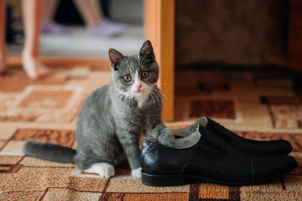 istock A curious kitten is playing with shoes in the house 1371669700