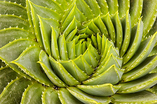 Cactus di Aloe Vera - foto stock