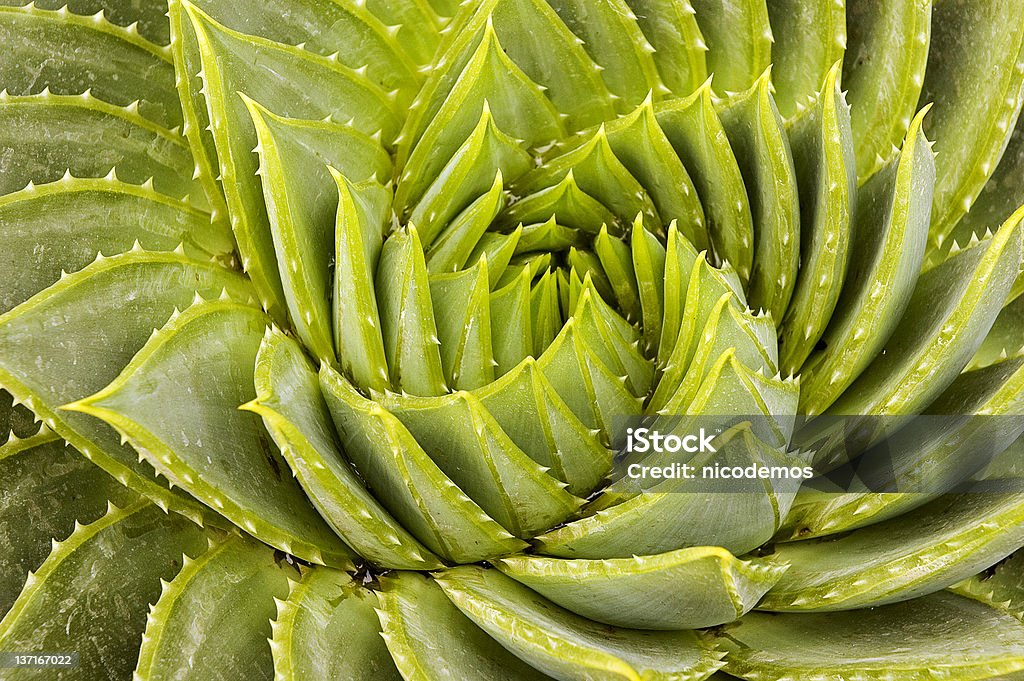Aloe Vera Cactus Close-up of an aloe vera cactus. Green Background. Cactus Stock Photo