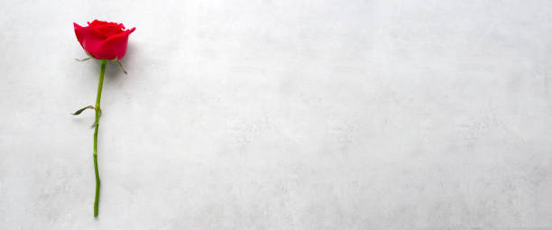 istock Red rose on white cement background, banner with copy space for Valentine’s day concept 1371671135