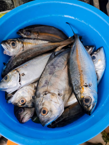 istock Fish in the bucket 1371671916