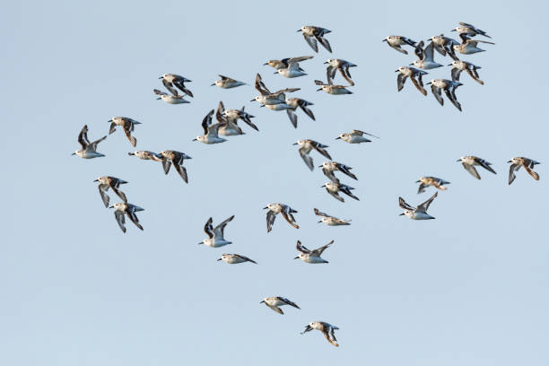 istock A flock of sanderling flight 1371672178