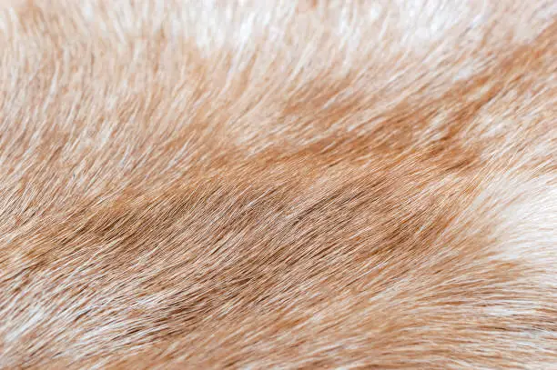 Texture of goat fur. Close up.