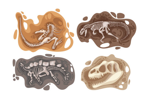 ilustraciones, imágenes clip art, dibujos animados e iconos de stock de conjunto de ilustraciones vectoriales de fósiles de dinosaurios - carnivore