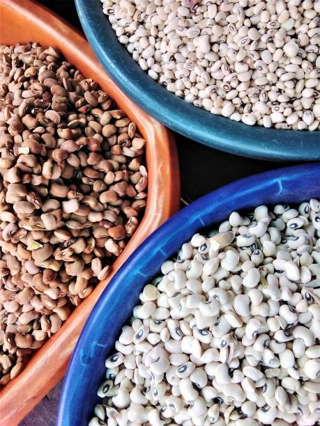 A cross section of three different species of beans