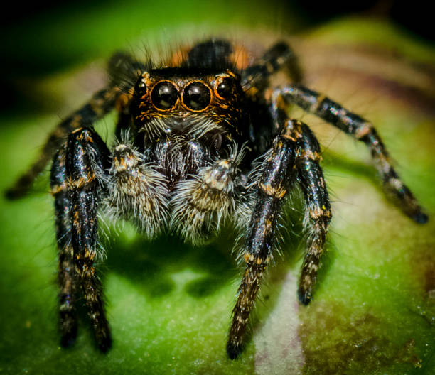 istock jumping Spider closeup photo 1371677768