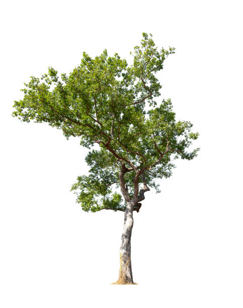 istock Isolated green tree on white background, Trees isolated on white background, tropical trees isolated used for design, advertising and architecture. 1371677910