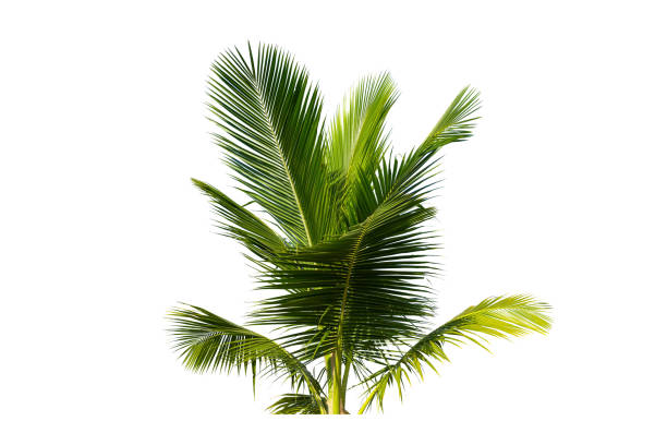 istock Leaves of coconut isolated on white background. 1371678115
