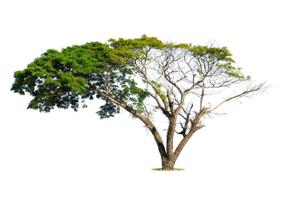 istock Isolated green tree on white background, Trees isolated on white background, tropical trees isolated used for design, advertising and architecture. 1371678126