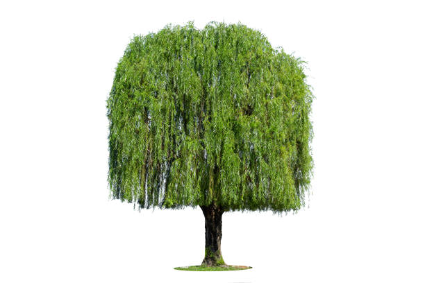 плакучая ива изолирована на белом фоне. - willow tree weeping willow tree isolated стоковые фото и изображения