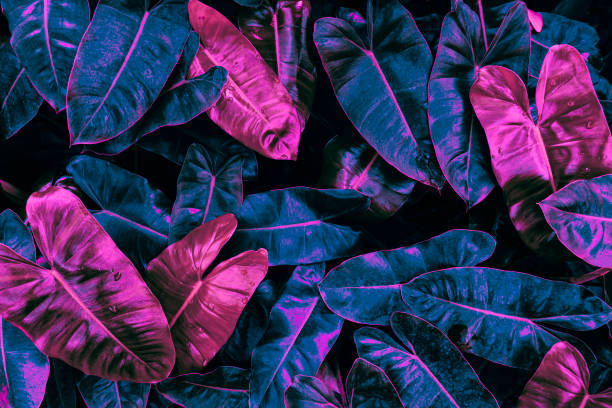 istock tropical leaves, dark nature background 1371684405