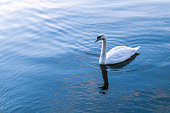 Large Swan Bird