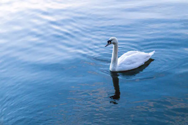 Photo of Large Swan Bird