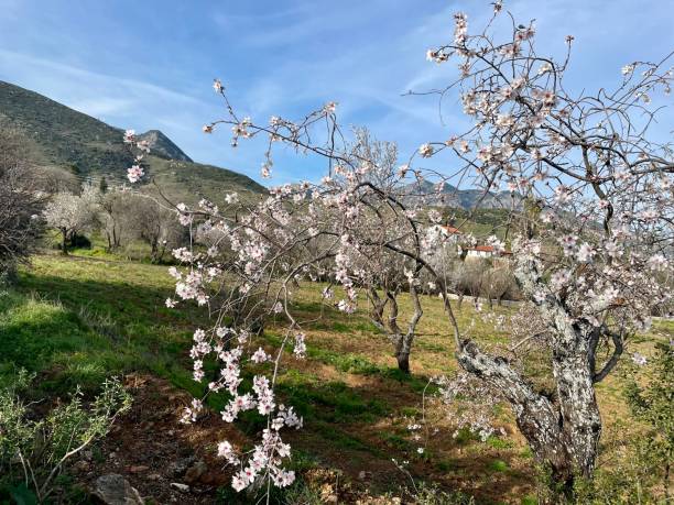 istock Almond Flowers 1371687911